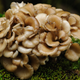 Illustration for article titled More Mushroom Than You Can Handle: You Simply Don’t Have The Endurance To Make It Through This List Of 8 Mushrooms